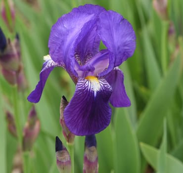 Iris,The iris is a wild flowering flower with blue flowers. The iris is a wild flower with blue flowers.