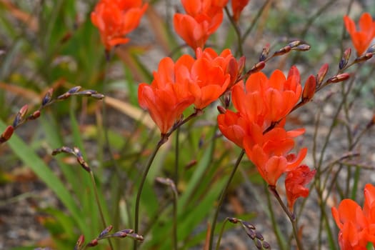 Tritonia,Tritonia crocata,is an iris with an onion tuber. Tritonia,Tritonia crocata,is an iris family with a bulbous bulb.