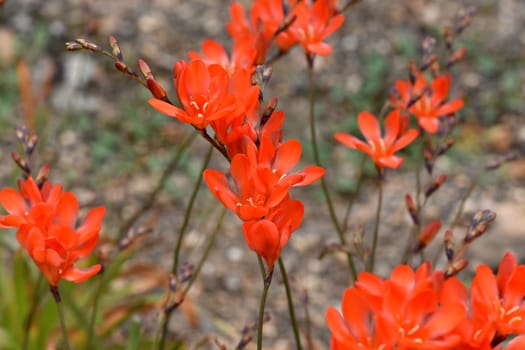 Tritonia,Tritonia crocata,is an iris with an onion tuber. Tritonia,Tritonia crocata,is an iris family with a bulbous bulb.