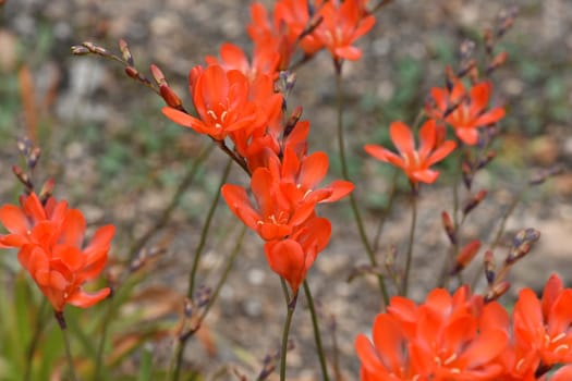 Tritonia,Tritonia crocata,is an iris with an onion tuber. Tritonia,Tritonia crocata,is an iris family with a bulbous bulb.