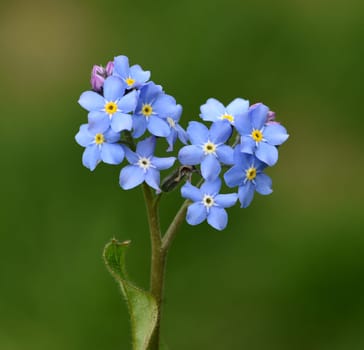 Forget-me-not,Myosotis sylvatica,is a beautiful blue flower that blooms in spring. Forget-me-not,Myosotis sylvatica,is a beautiful spring-blooming blue flower.