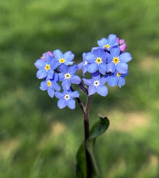 Forget-me-not,Myosotis sylvatica,is a beautiful blue flower that blooms in spring. Forget-me-not,Myosotis sylvatica,is a beautiful spring-blooming blue flower.