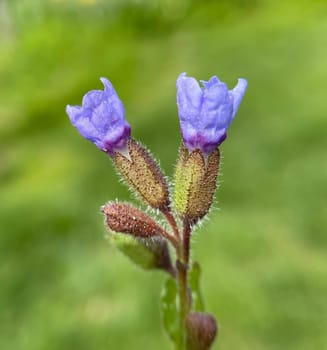 Lungwort,Pulmonaria,officinalis is an important medicinal and medicinal plant with blue flowers. Lung herb Pulmonaria,officinalis is an important medicinal and medicinal plant with blue flowers.