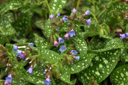 Lungwort,Pulmonaria,officinalis is an important medicinal and medicinal plant with blue flowers. Lung herb Pulmonaria,officinalis is an important medicinal and medicinal plant with blue flowers.