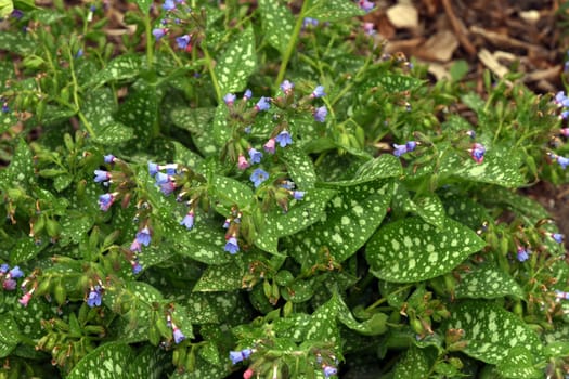 Lungwort,Pulmonaria,officinalis is an important medicinal and medicinal plant with blue flowers. Lung herb Pulmonaria,officinalis is an important medicinal and medicinal plant with blue flowers.