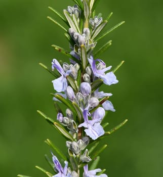 Rosemary,Rosemary officinalis,is a medicinal and herbal plant. Rosemary officinalis,is a medicinal and herbal plant.