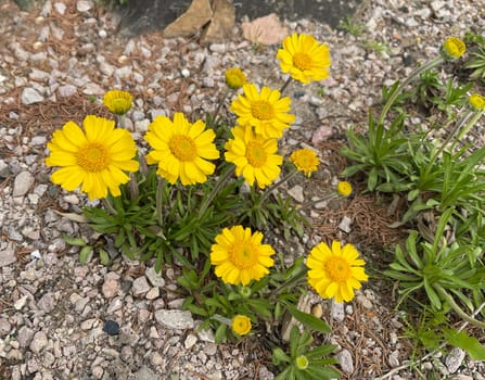 Tetraneuris acaulis is a species of flowering plant in the sunflower family. Tetraneuris acaulis is a North American species of flowering plant in the sunflower family.