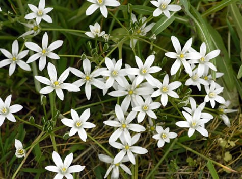 Milky Star,Ornithogalum umbellatum is a beautiful flowering flower and is also called the Star of Bethlehem. Milk Star,Ornithogalum umbellatum is a beautiful blooming flower and is also called the Star of Bethlehem