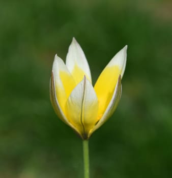 Wild tulips are the ancestors of modern garden tulips. Wild tulips are the ancestors of modern garden tulips
