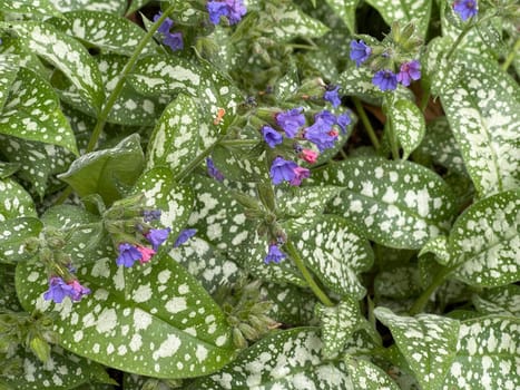 Lungwort,Pulmonaria,officinalis is an important medicinal and medicinal plant with blue flowers. Lung herb Pulmonaria,officinalis is an important medicinal and medicinal plant with blue flowers.