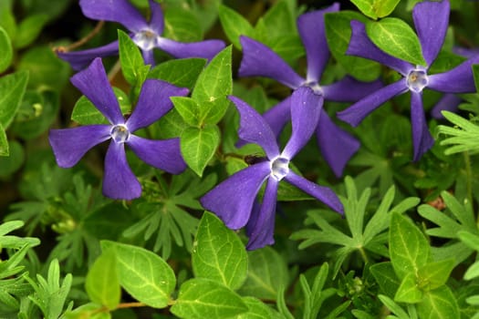 Evergreen,Vinca major,is an important medicinal plant with blue flowers and is also used as ground cover. Periwinkle,Vinca major,is an important medicinal plant with blue flowers and is also used as a ground cover.