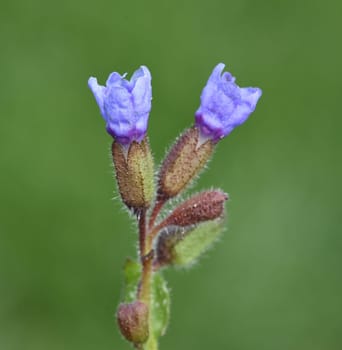 Lungwort,Pulmonaria,officinalis is an important medicinal and medicinal plant with blue flowers. Lung herb Pulmonaria,officinalis is an important medicinal and medicinal plant with blue flowers.