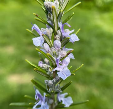 Rosemary,Rosemary officinalis,is a medicinal and herbal plant. Rosemary officinalis,is a medicinal and herbal plant.