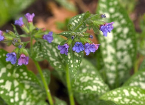 Lungwort,Pulmonaria,officinalis is an important medicinal and medicinal plant with blue flowers. Lung herb Pulmonaria,officinalis is an important medicinal and medicinal plant with blue flowers.