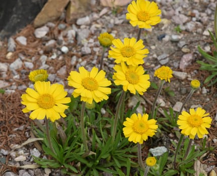 Tetraneuris acaulis is a species of flowering plant in the sunflower family. Tetraneuris acaulis is a North American species of flowering plant in the sunflower family.