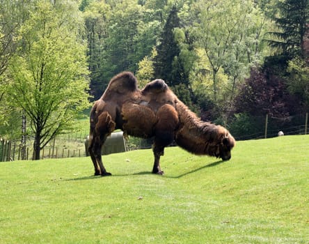 Camelus ferus is a species of mammal in the camelidae family. Bactrian camel,also known as two-humped or Bactrian camel,Camelus ferus,is a species of mammal in the camel family.