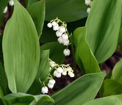 Convallaria majalis has white,blueten. It is a fragrant and poisonous plant and an important medicinal plant,Lily-of-the-valley,Convallaria majalis has white flowers. It is a scented and poisonous plant and an important medicinal plant