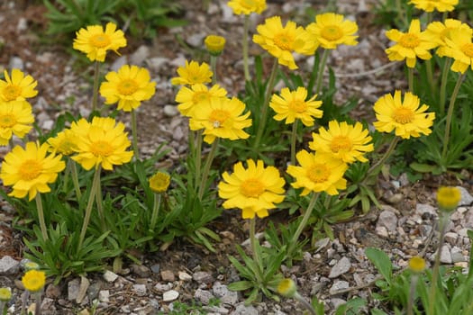 Tetraneuris acaulis is a species of flowering plant in the sunflower family. Tetraneuris acaulis is a North American species of flowering plant in the sunflower family.