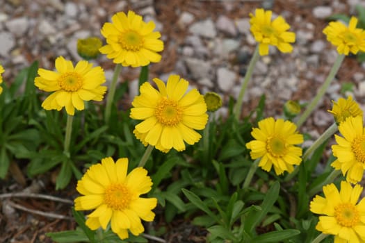 Tetraneuris acaulis is a species of flowering plant in the sunflower family. Tetraneuris acaulis is a North American species of flowering plant in the sunflower family.