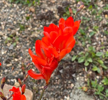Tritonia,Tritonia crocata,is an iris with an onion tuber. Tritonia,Tritonia crocata,is an iris family with a bulbous bulb.