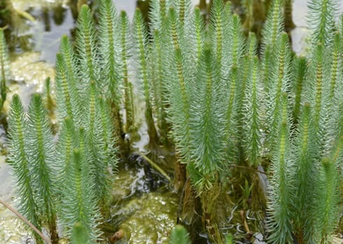 Hippuris vulgaris,Blueten is an aquatic plant. fir fronds,Hippuris vulgaris,Blossom is an aquatic plant