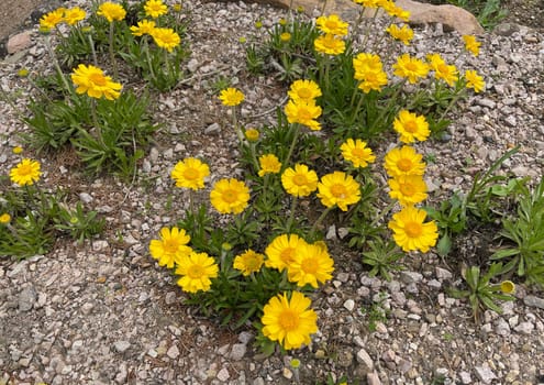 Tetraneuris acaulis is a species of flowering plant in the sunflower family. Tetraneuris acaulis is a North American species of flowering plant in the sunflower family.