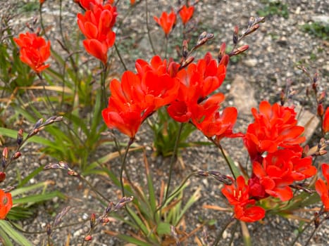 Tritonia,Tritonia crocata,is an iris with an onion tuber. Tritonia,Tritonia crocata,is an iris family with a bulbous bulb.