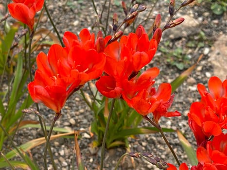 Tritonia,Tritonia crocata,is an iris with an onion tuber. Tritonia,Tritonia crocata,is an iris family with a bulbous bulb.