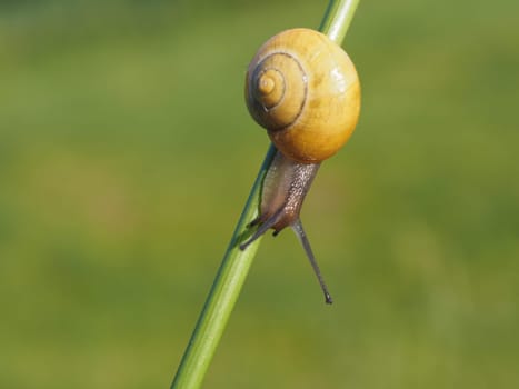 Snail