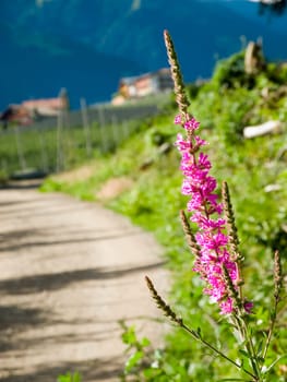 Inflorescence of the Ordinary Blood willow (Lythrum salicaria) on the side of the road in the South Tyrolean Alps near the city of Merano