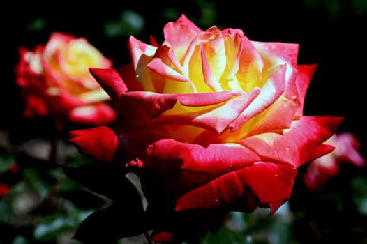 Roses
