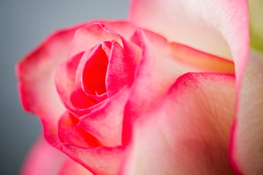 Close-up of a white rose with red edges