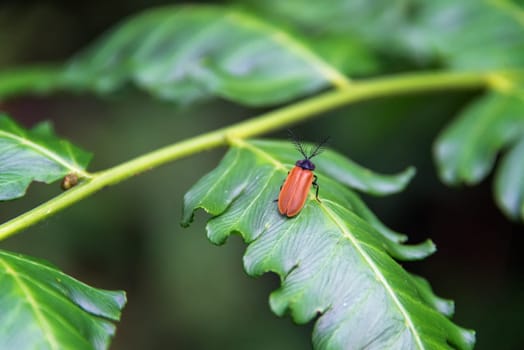 Small insect on a green leaf in a cloud forest near Mindo, Ecuador
