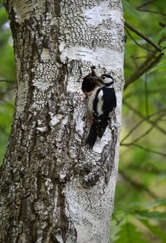 Colorful woodpecker feeds offspring