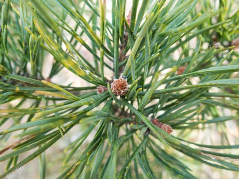 green and lovely pine needless on the three