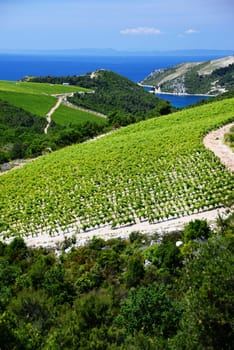 Vineyard in Dalmatia, Croatia, at the Adriatic coast.