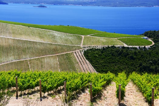 Vineyard in Dalmatia, Croatia, at the Adriatic coast.