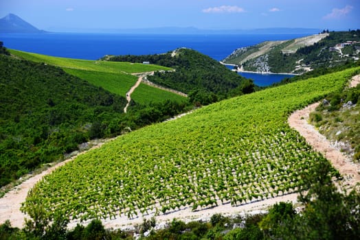 Vineyard in Dalmatia, Croatia, at the Adriatic coast.