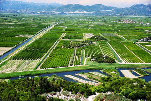 Farming in Dalmatia, Croatia, at the Adriatic coast.