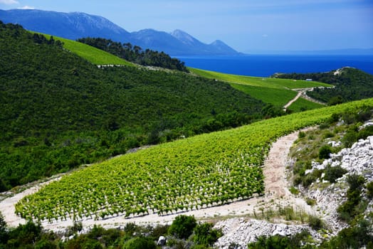 Vineyard in Dalmatia, Croatia, at the Adriatic coast.