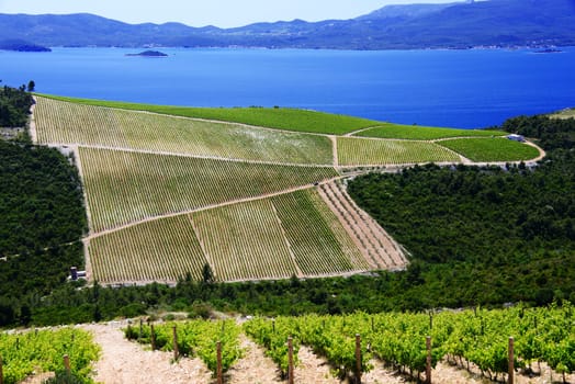 Vineyard in Dalmatia, Croatia, at the Adriatic coast.