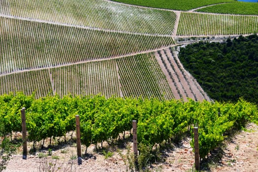 Vineyard in Dalmatia, Croatia, at the Adriatic coast.