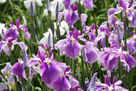 Purple iris flower on flower bed