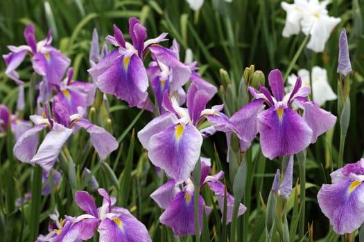 Flowers of blue flag