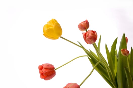 Colorful tulips on a white background