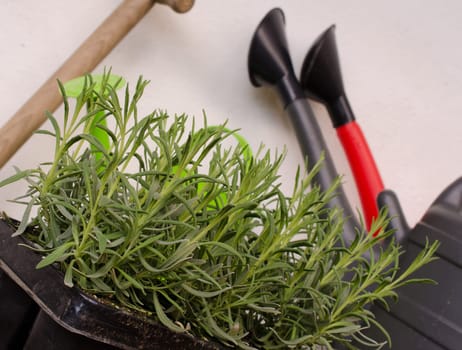 Young lavender plants on a wooden garden table
