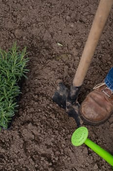 Gardening background with a spade and lavender plants