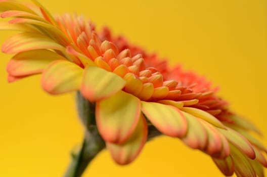 Close up of a beautiful yellow Gerbera on a yellow background with selective focus