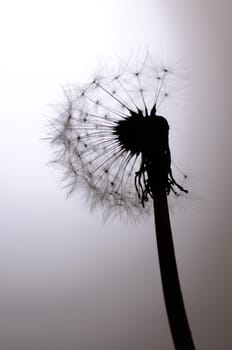 Seed head of a Dandelion