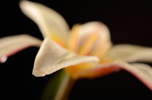 Beautiful tulip on a black background with selective focus on foreground